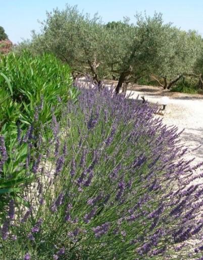 Le Mazet 40 Villa Saint-Rémy-de-Provence Exteriör bild