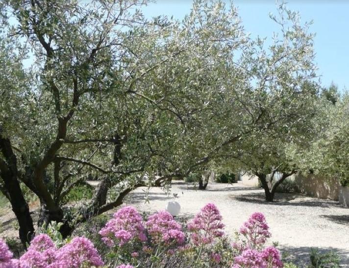 Le Mazet 40 Villa Saint-Rémy-de-Provence Exteriör bild